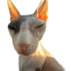 Más gatos tonotos 11