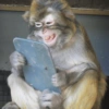 Monkey 20