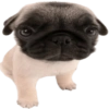 Doggies Moods 12