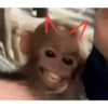Monkys 3000 🐒 29