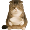 🙀 GATOS 🐈 8