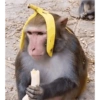 MOnKey reaCtioNs 🐵😝🧃 15