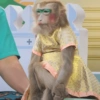 Monkey 19