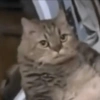 Meme kucing 23