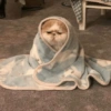 Gatitos 🐱 13