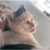 Kucing 5