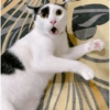 Kucing 7
