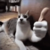 Más gatos tonotos 15