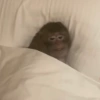 Monkey 21