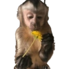 Macaquinhos memes  10 🌼