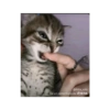 Jvuffi 6
