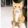 Más gatos tonotos 22