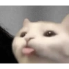 Gatitos Pa' ti & Pa' mi 🥰2 15