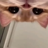 😎 Gatitos pa chatear 😎 2 13