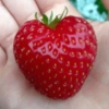 －  〭  ౨ৎ Fresas 6