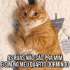 Pets Fofos Memes 5 🐾 11