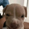 Perritos VARIADITOS! 🐕🐾 12