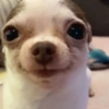 💖🐶Moods con perritos🐶💖 5