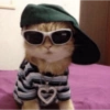 Cachorro memes 8