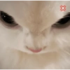 Kucing lucu 24