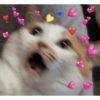 Kucing lucu 15