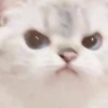Kucing lucu 11