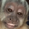 MACAQUINHOS 🙊🙉🙈 10