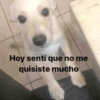 Perritos con frases 😎🌚 6