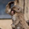 Monkey 14