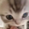 Kucing lucu 7