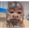 Monkys 3000 🐒 8