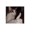 Kucing 21