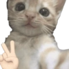 Kucing lucu 14