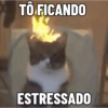 GATINHOS ZOEIROS 11