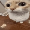 Más gatos tonotos 21