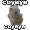 coyeye geysioy coyeye