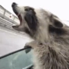 Raccoon Lucu 3