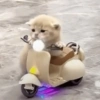 🐱Gatitos🐱 9
