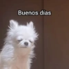 Perritos con frases 😎🌚 5