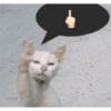 Michis para reaccionar 😺💕💘 13