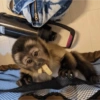 Macacos 6