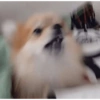 Animales Pa' ti  14
