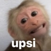 Monkey 17
