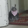 Gatos llorando 28