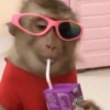 MACAQUINHOS 🙊🙉🙈 5