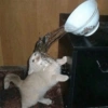 Gatitos Llorando 😭 13