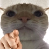 😎 Gatitos pa chatear 😎 11