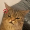 🐱Gatitos🐱 7