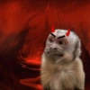 Monkey 16