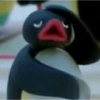 Pinguino nojado 16